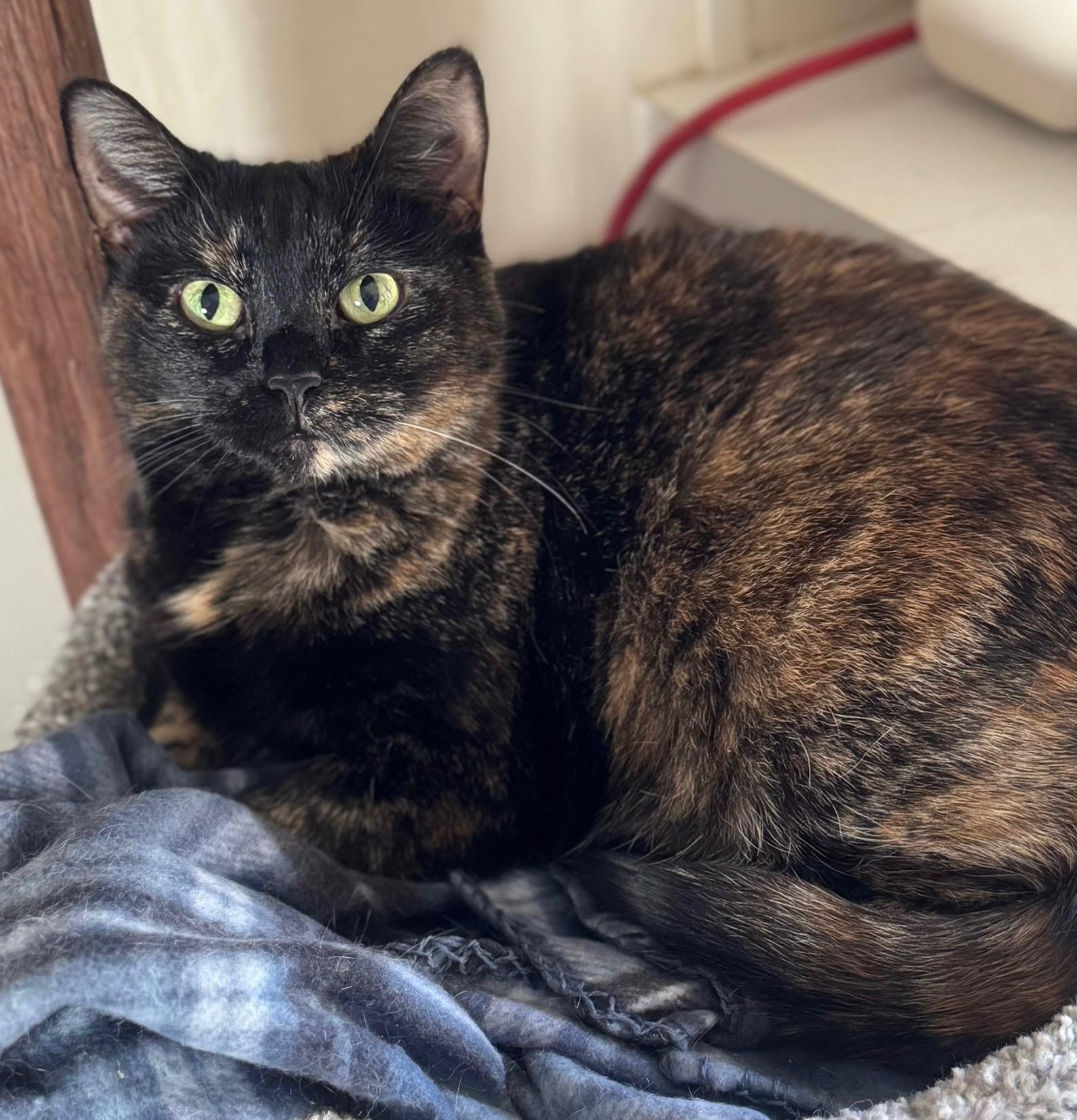 Rosalie, a Adoptable Tortoiseshell in Goshen, IN image 1/4