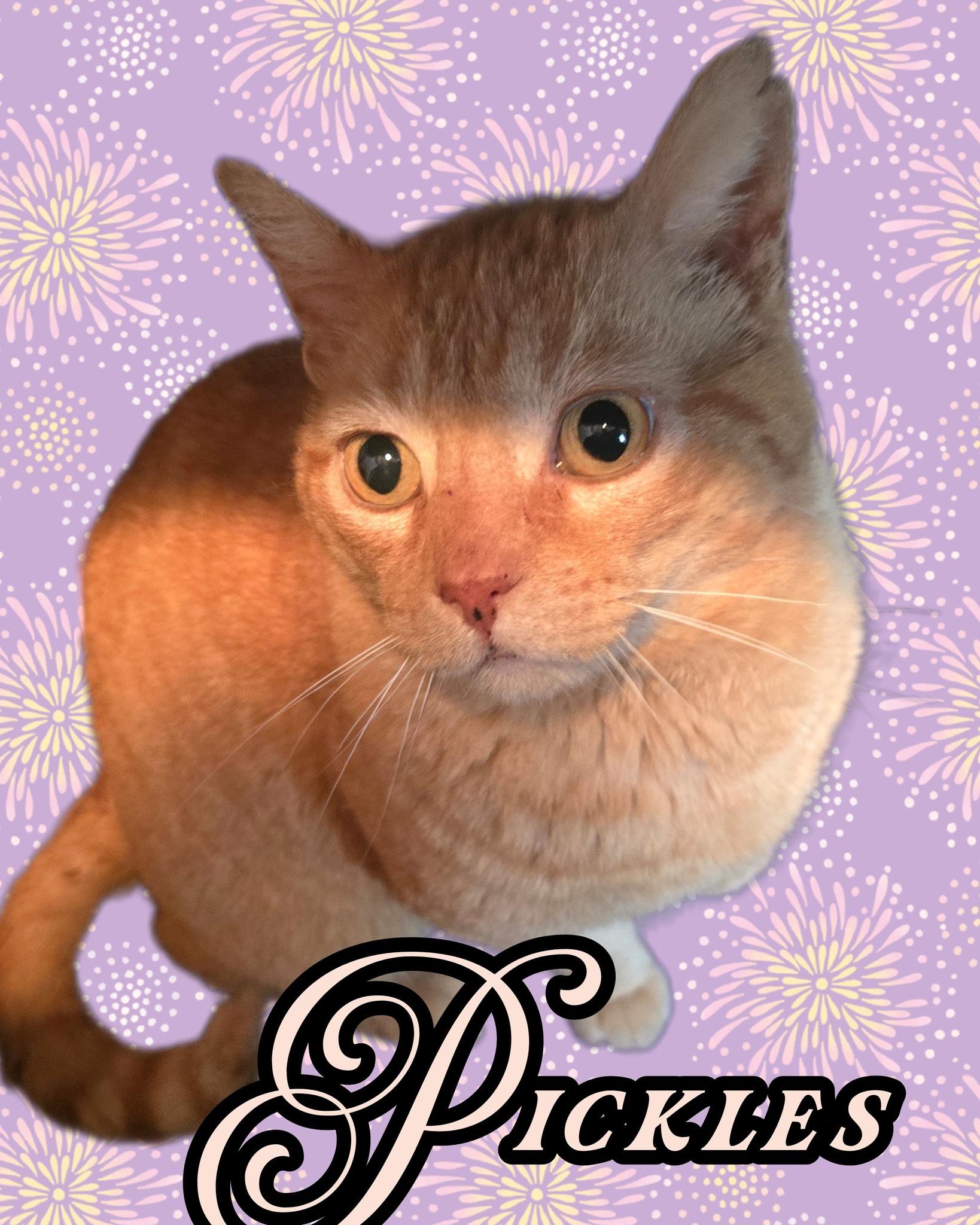 Pickles, adopted, Adult Male Domestic Short Hair.