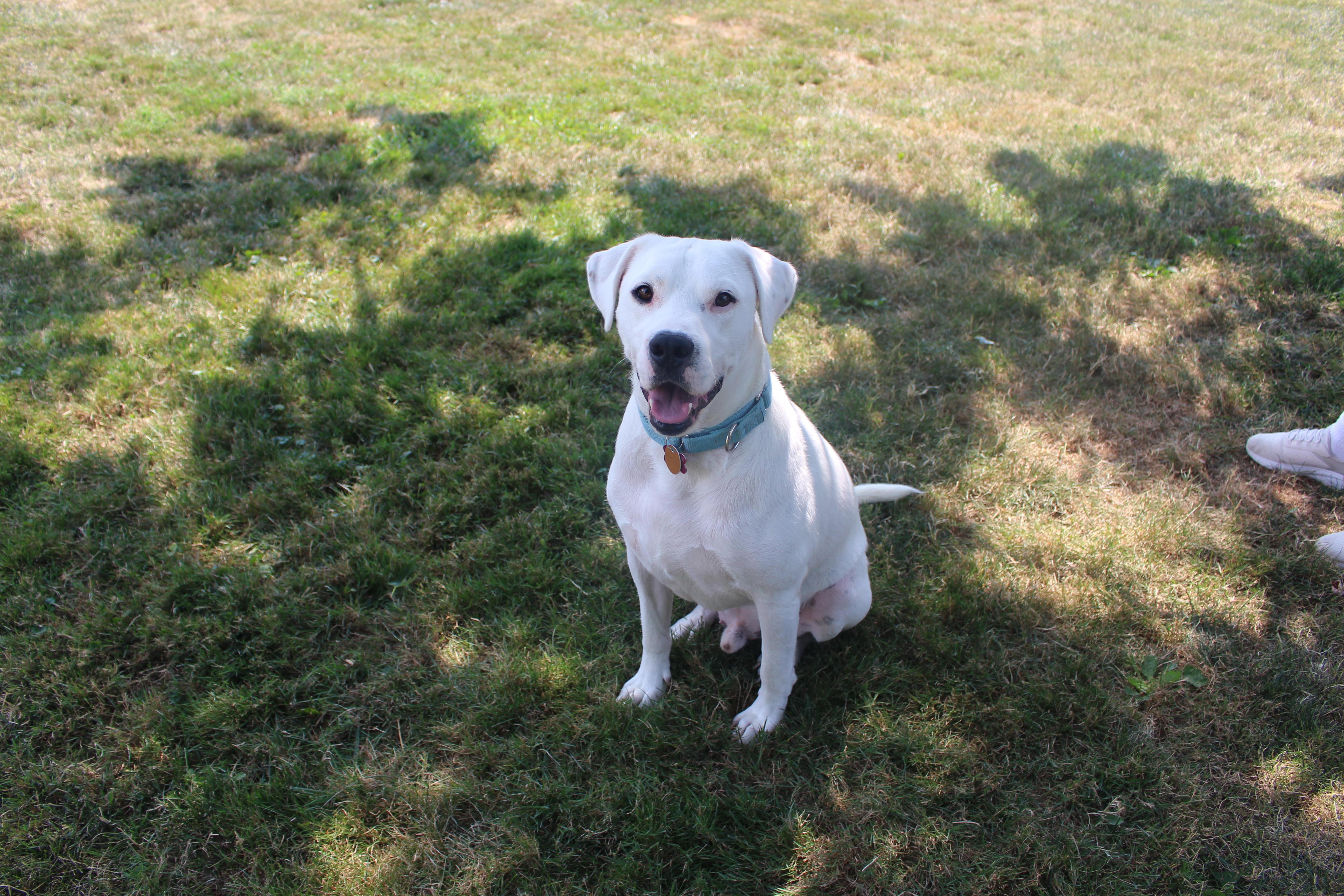 Gryffindor, a ADOPTABLE mixed breed in Medina, OH image 1/6