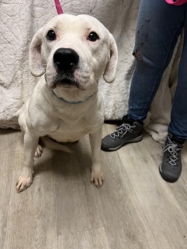 Gryffindor-Not Accepting Applications Yet!, a ADOPTABLE mixed breed in Medina, OH image 4/6