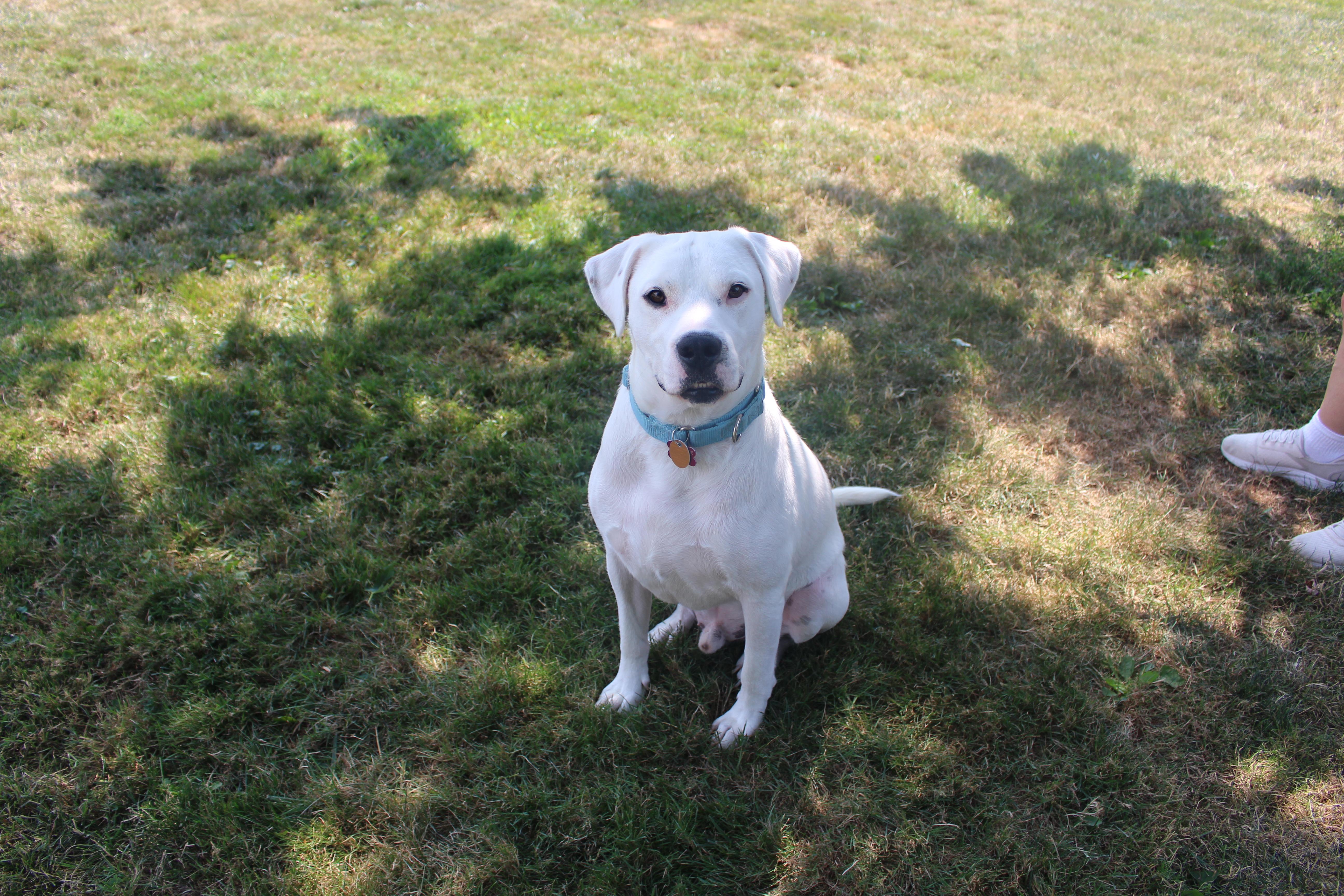 Gryffindor, a ADOPTABLE mixed breed in Medina, OH image 4/6