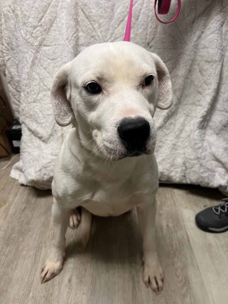 Gryffindor-Not Accepting Applications Yet!, a ADOPTABLE mixed breed in Medina, OH image 3/6