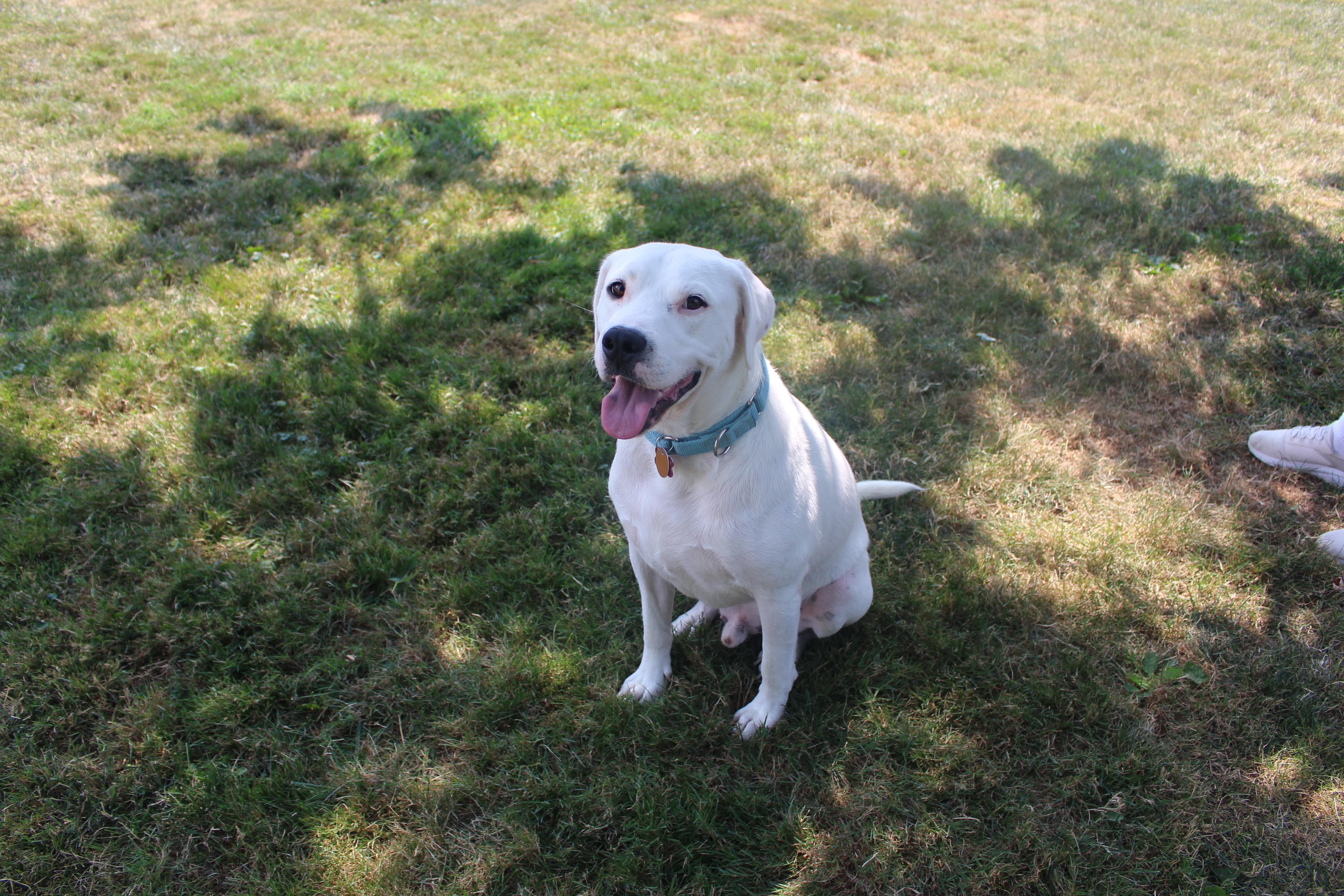 Gryffindor, a ADOPTABLE mixed breed in Medina, OH image 5/6