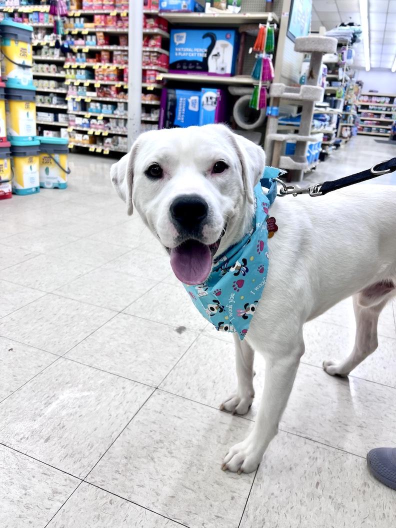 Gryffindor-Not Accepting Applications Yet!, ADOPTABLE, Young Male Yellow Labrador Retriever.
