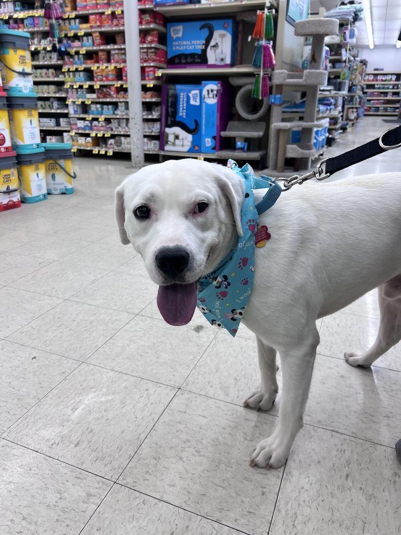 Enlarge Gryffindor-Not Accepting Applications Yet!, a ADOPTABLE mixed breed in Medina, OH image 4/6
