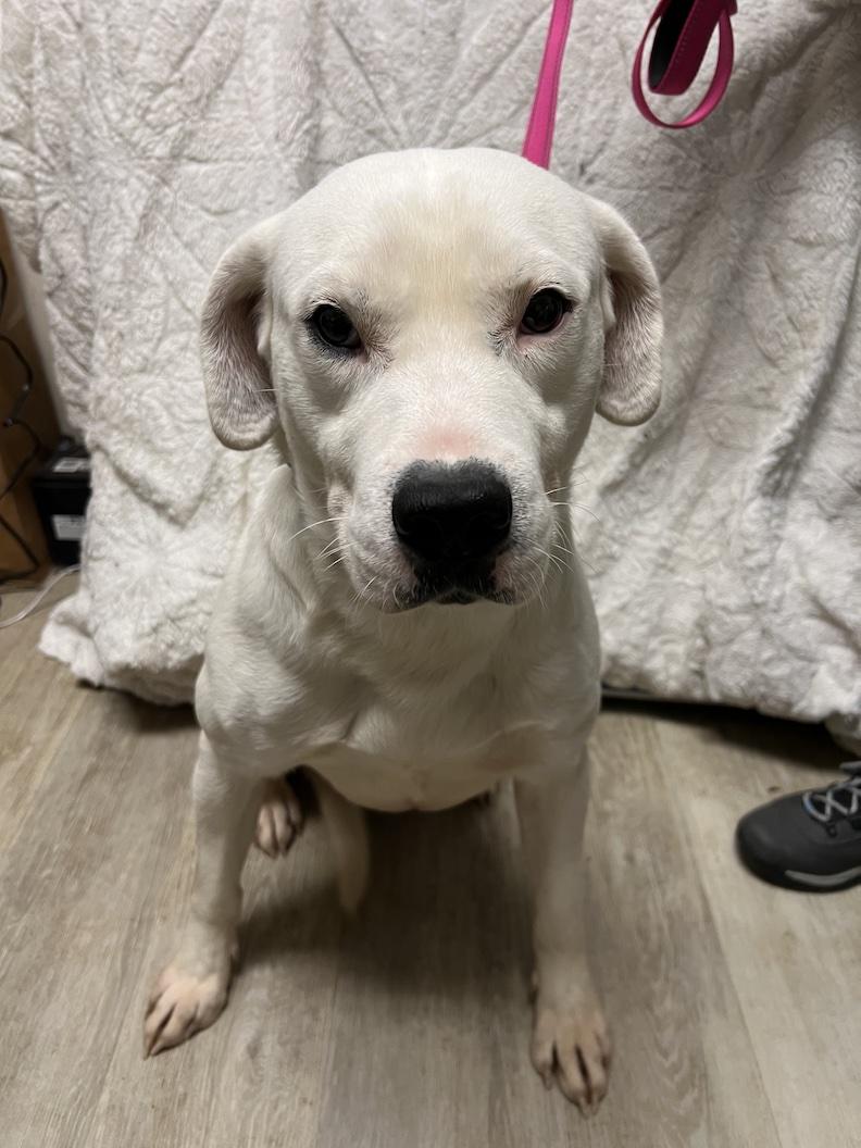 Gryffindor-Not Accepting Applications Yet!, a ADOPTABLE mixed breed in Medina, OH image 2/6