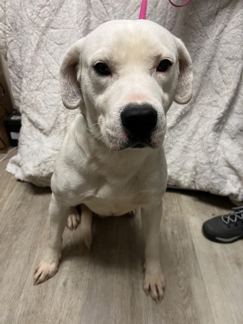 Gryffindor-Not Accepting Applications Yet!, ADOPTABLE, Young Male Yellow Labrador Retriever.