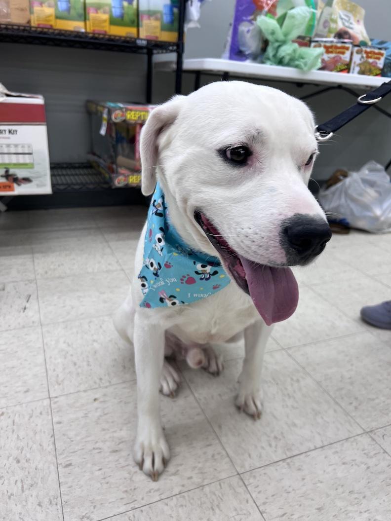 Enlarge Gryffindor-Not Accepting Applications Yet!, a ADOPTABLE mixed breed in Medina, OH image 6/6