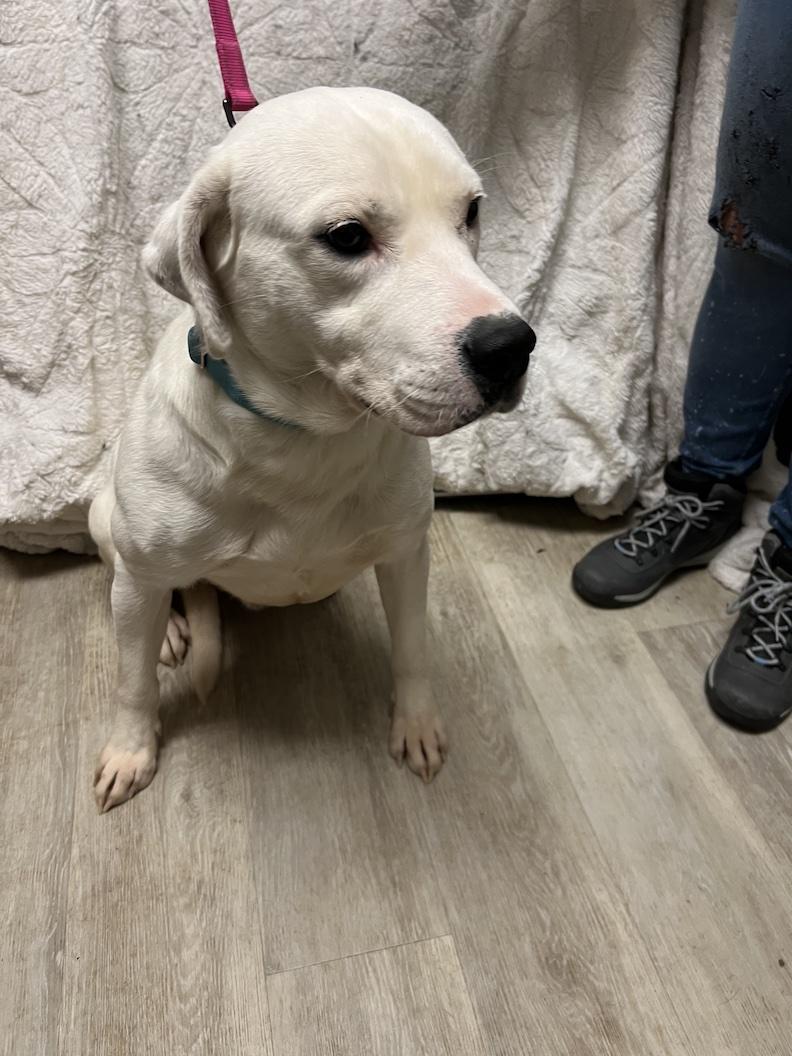 Gryffindor-Not Accepting Applications Yet!, a ADOPTABLE mixed breed in Medina, OH image 6/6