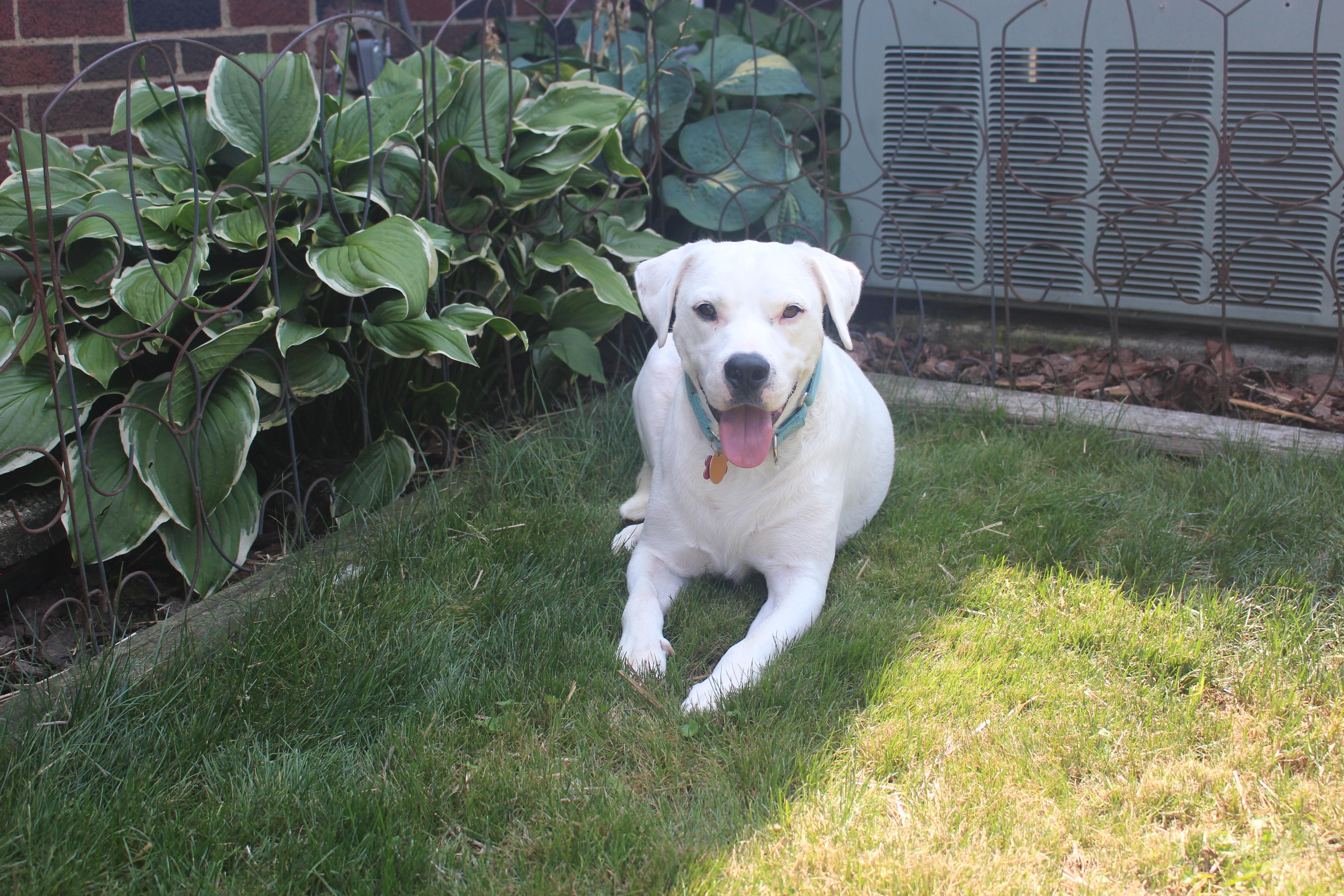 Gryffindor, a ADOPTABLE mixed breed in Medina, OH image 2/6