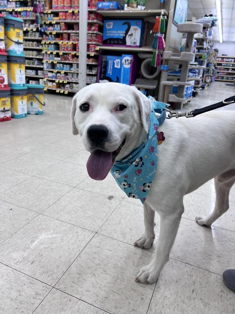 Enlarge Gryffindor-Not Accepting Applications Yet!, a ADOPTABLE mixed breed in Medina, OH image 3/6