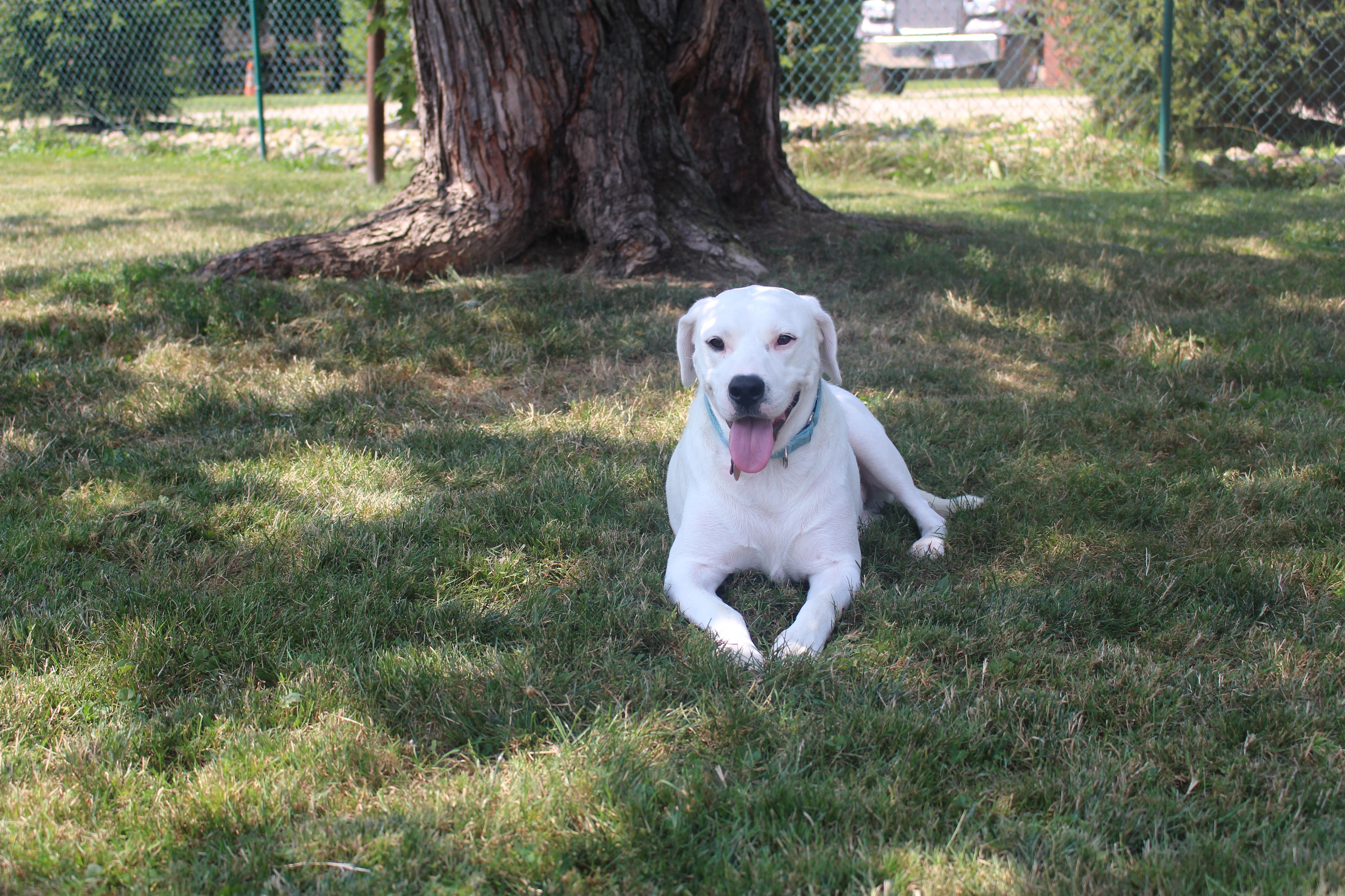 Gryffindor, a ADOPTABLE mixed breed in Medina, OH image 3/6