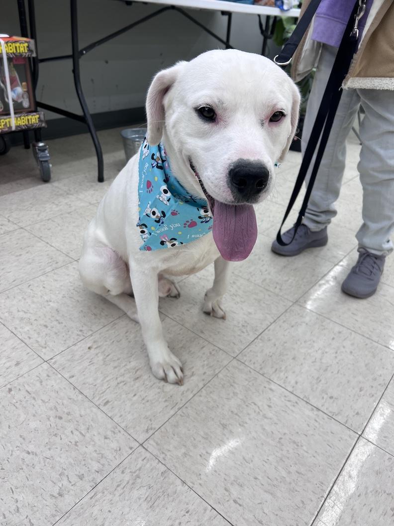 Enlarge Gryffindor-Not Accepting Applications Yet!, a ADOPTABLE mixed breed in Medina, OH image 2/6