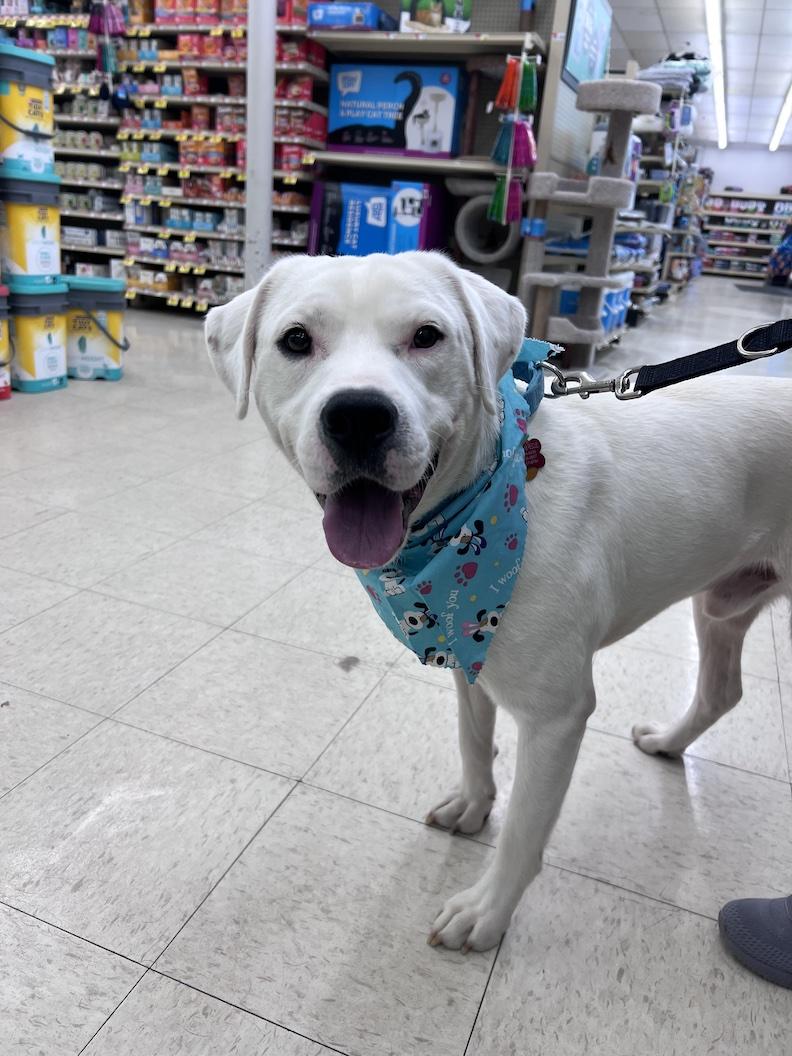 Enlarge Gryffindor-Not Accepting Applications Yet!, a ADOPTABLE mixed breed in Medina, OH image 5/6