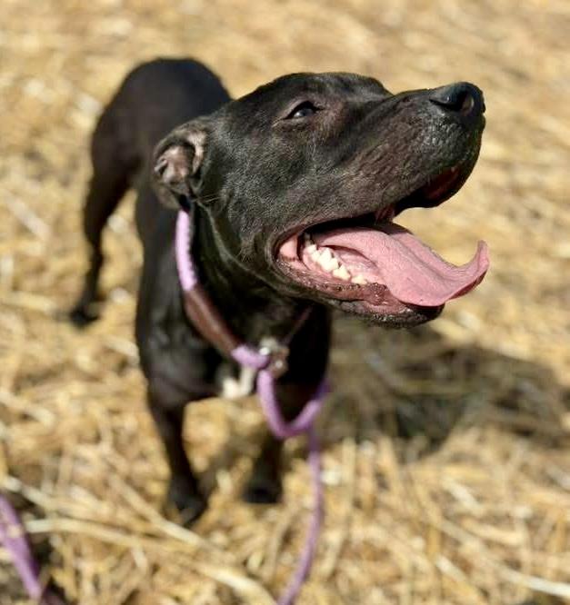Enlarge Fudgesicle, a ADOPTABLE Pit Bull Terrier in Chicago, IL image 1/5