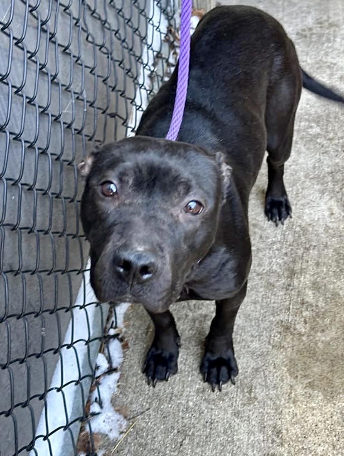 Enlarge Fudgesicle, a ADOPTABLE Pit Bull Terrier in Chicago, IL image 2/5