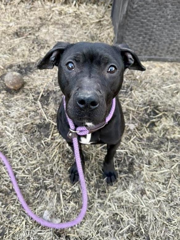 Enlarge Fudgesicle, a ADOPTABLE Pit Bull Terrier in Chicago, IL image 3/5