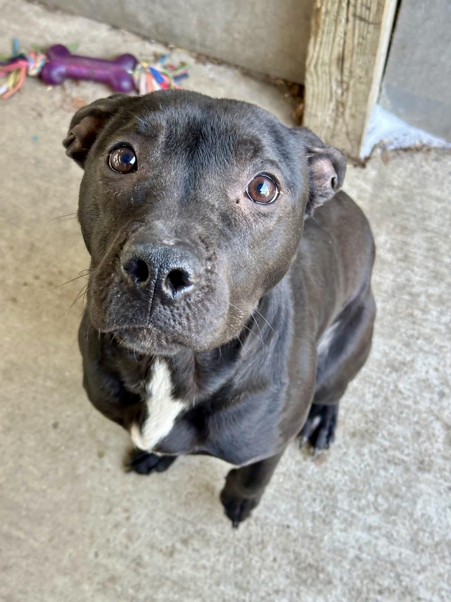 Enlarge Fudgesicle, a ADOPTABLE Pit Bull Terrier in Chicago, IL image 4/5