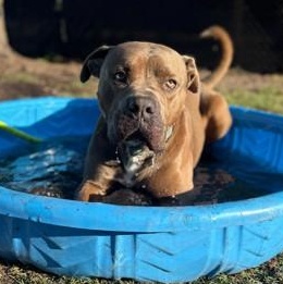CAIN, ADOPTABLE, Young Male Mixed Breed.