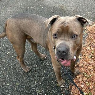 Enlarge CAIN, a ADOPTABLE Mixed Breed in Fernandina Beach, FL image 3/3