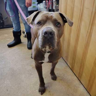 Enlarge CAIN, a ADOPTABLE Mixed Breed in Fernandina Beach, FL image 2/3