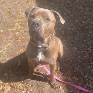 CAIN, ADOPTABLE, Young Male Mixed Breed.