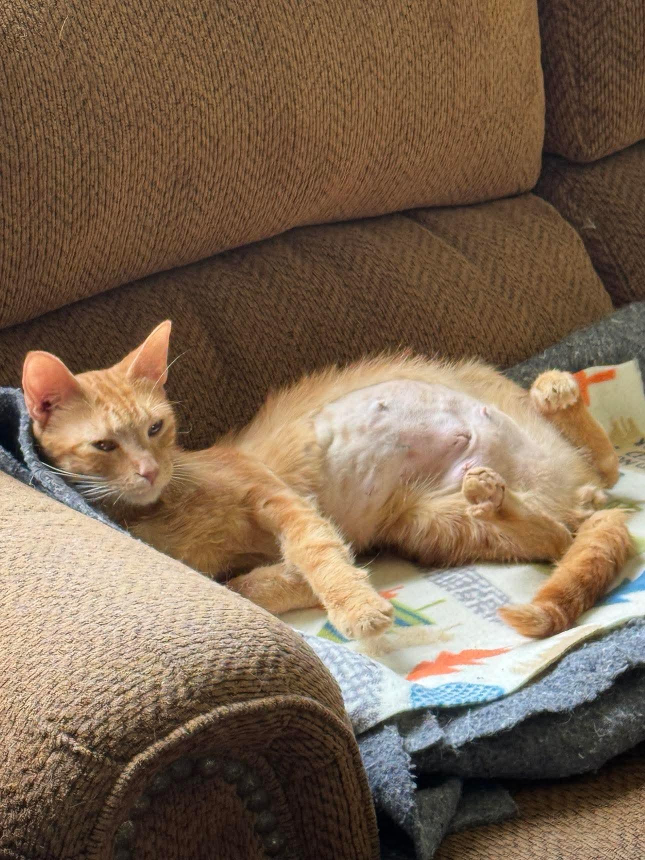 Maeve, Young Female Domestic Short Hair