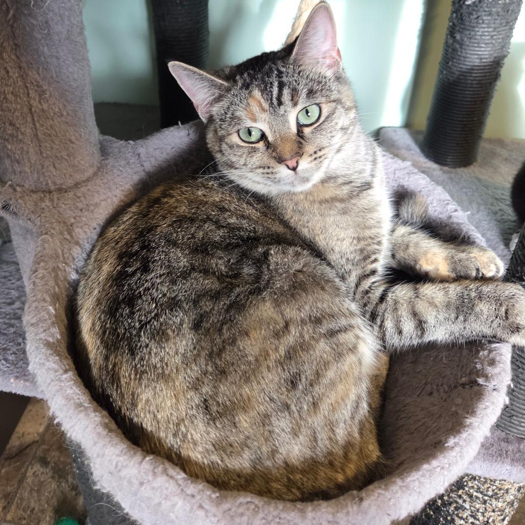 Enlarge Cloe, a Adoptable Domestic Short Hair in Priest River, ID image 1/2