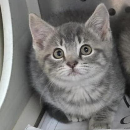 Monica, Adoptable, Kitten Female Domestic Short Hair.