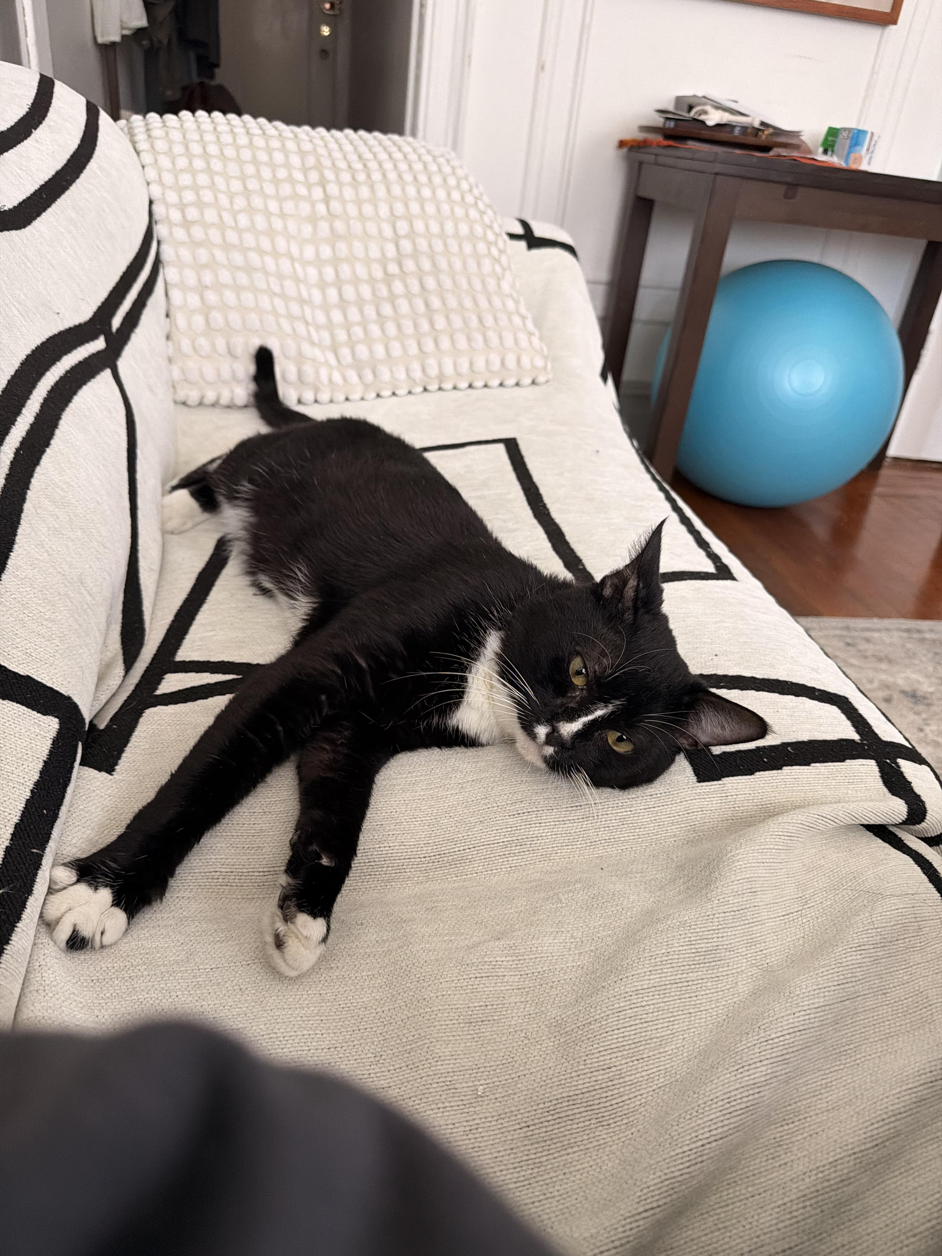 Enlarge Oliver, a Adoptable Domestic Short Hair in Brooklyn, NY image 5/5
