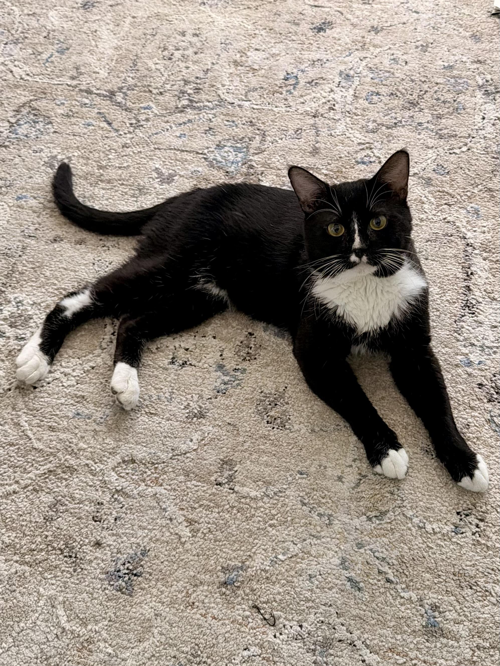 Enlarge Oliver, a Adoptable Domestic Short Hair in Brooklyn, NY image 1/5