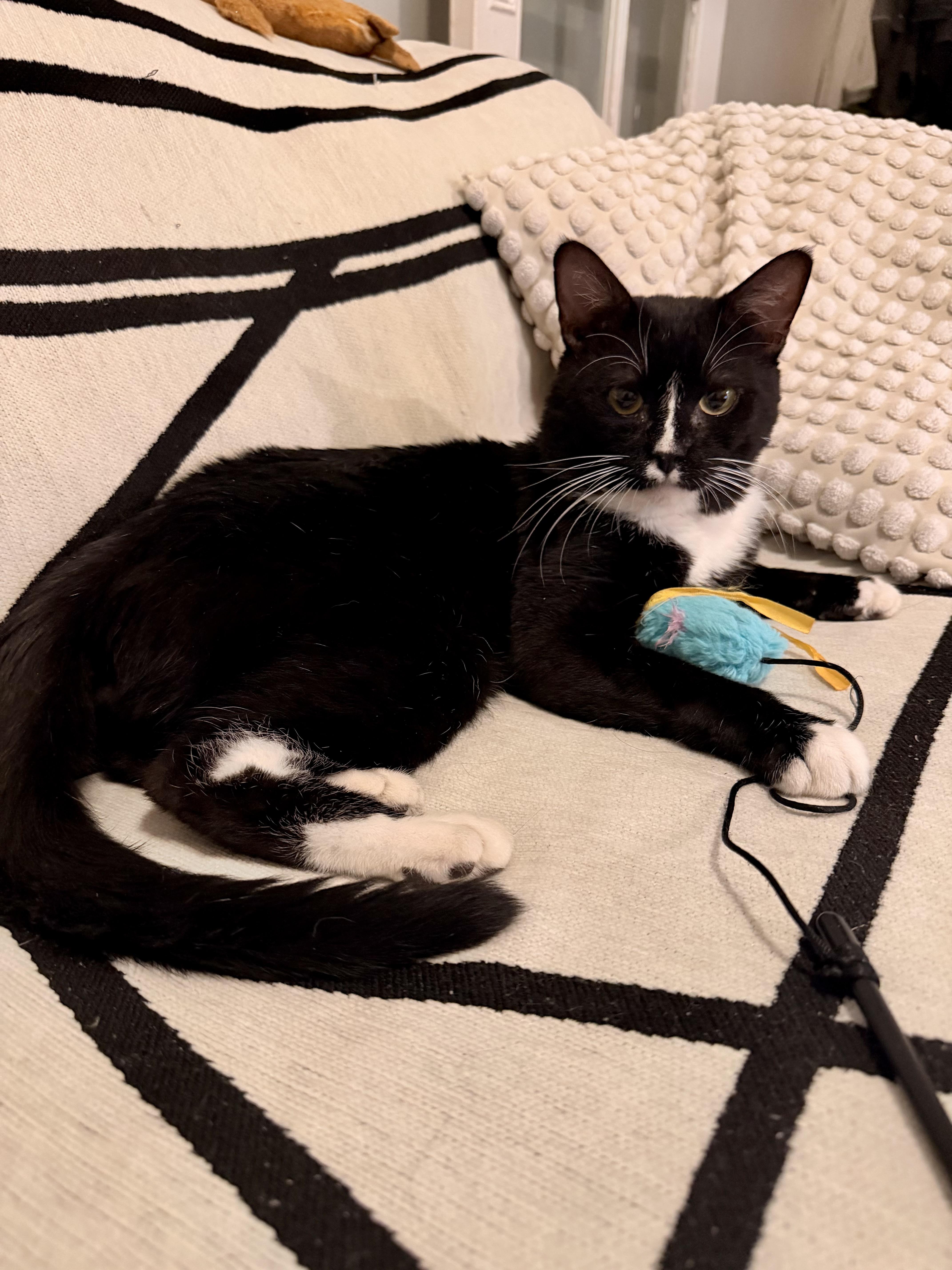 Enlarge Oliver, a Adoptable Domestic Short Hair in Brooklyn, NY image 4/5