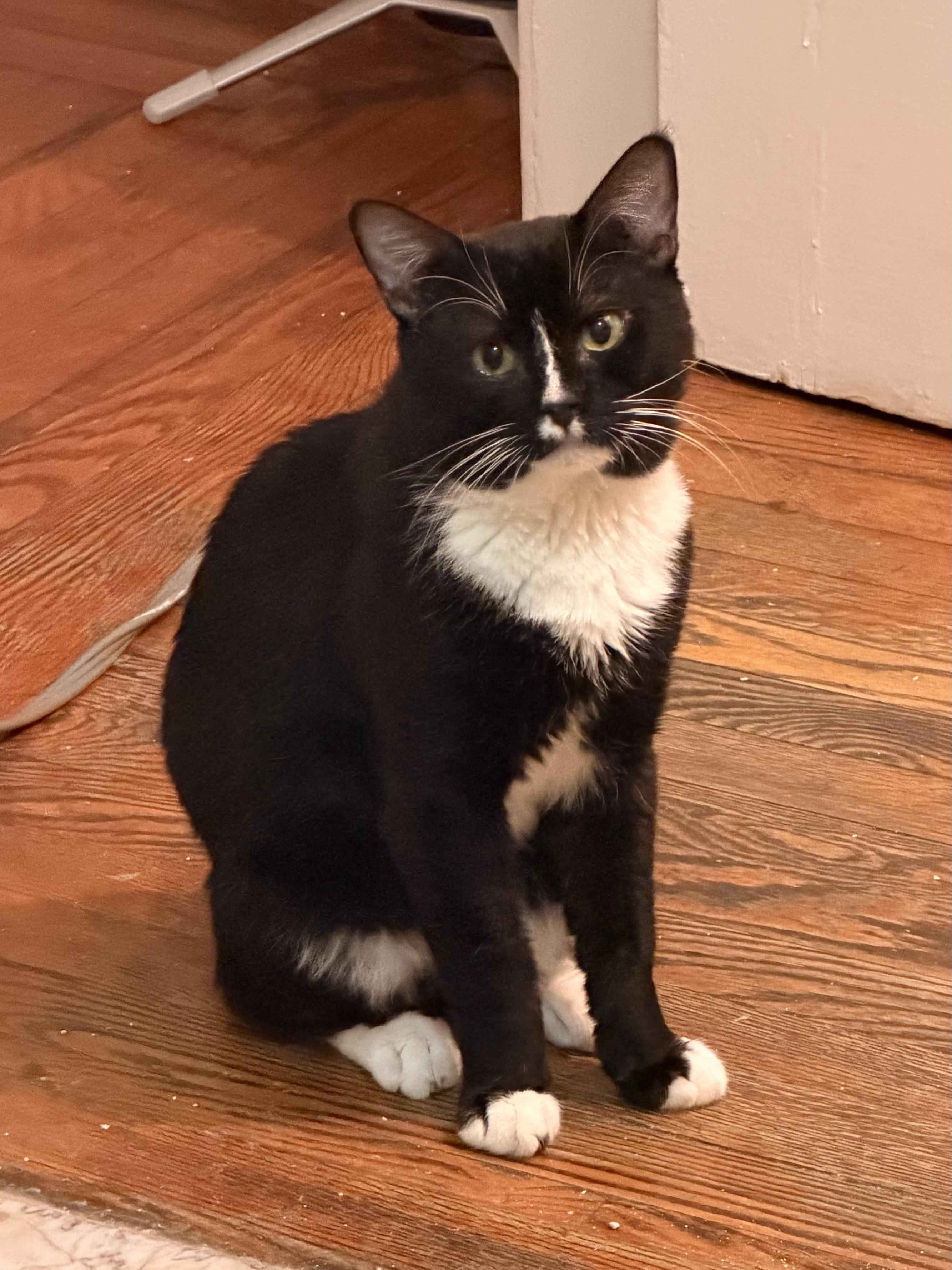 Enlarge Oliver, a Adoptable Domestic Short Hair in Brooklyn, NY image 2/5