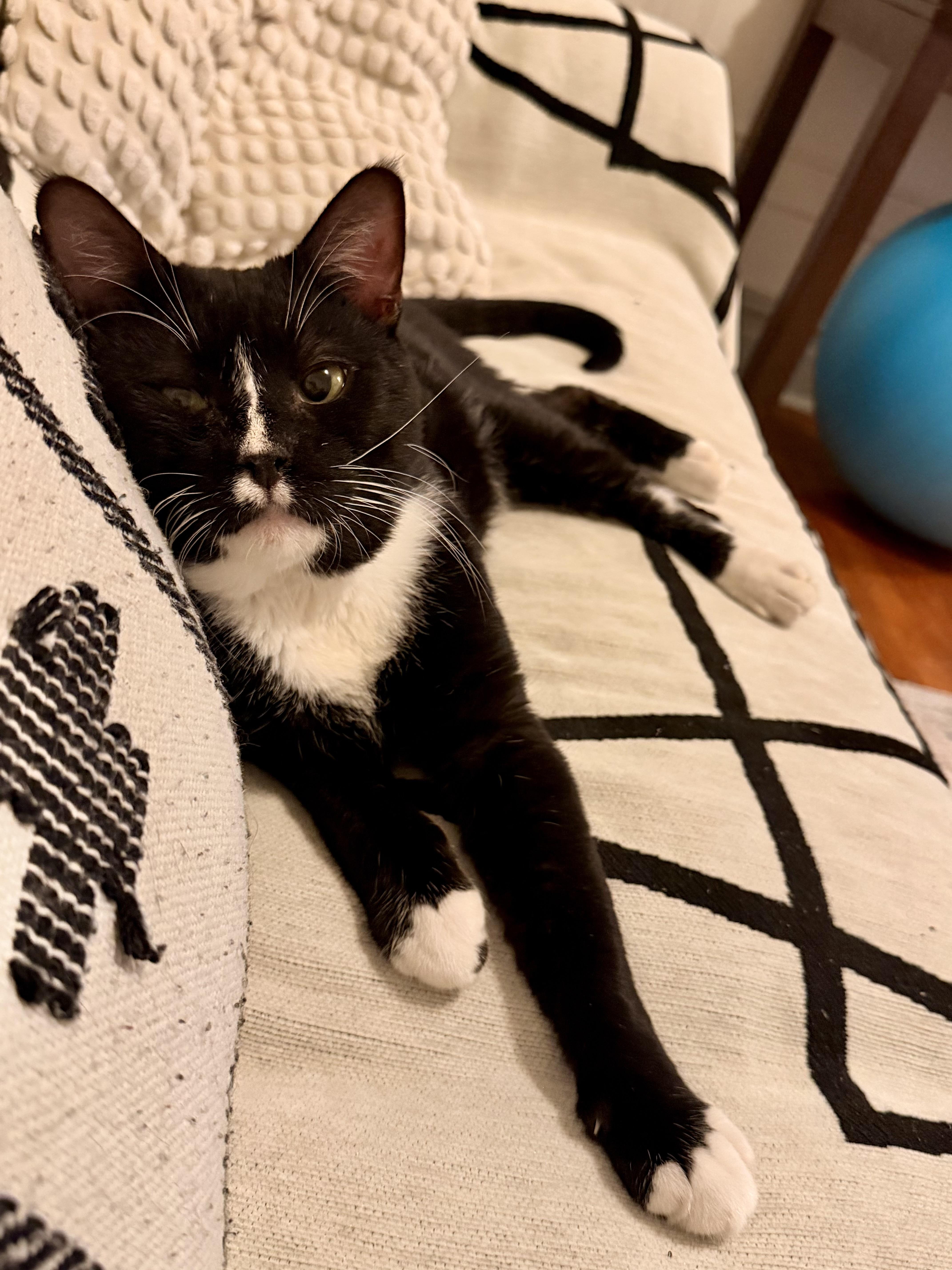 Enlarge Oliver, a Adoptable Domestic Short Hair in Brooklyn, NY image 3/5