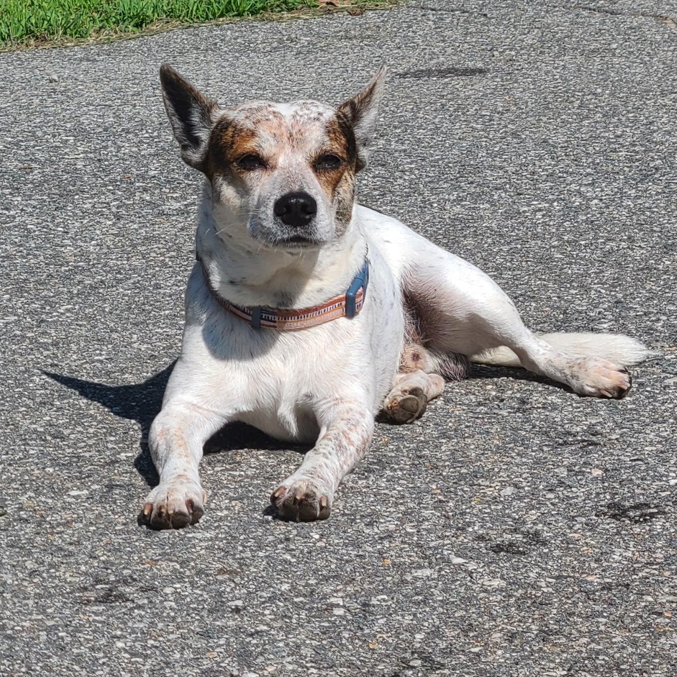 Otto, a Adopted mixed breed in PLAINFIELD, CT image 2/2