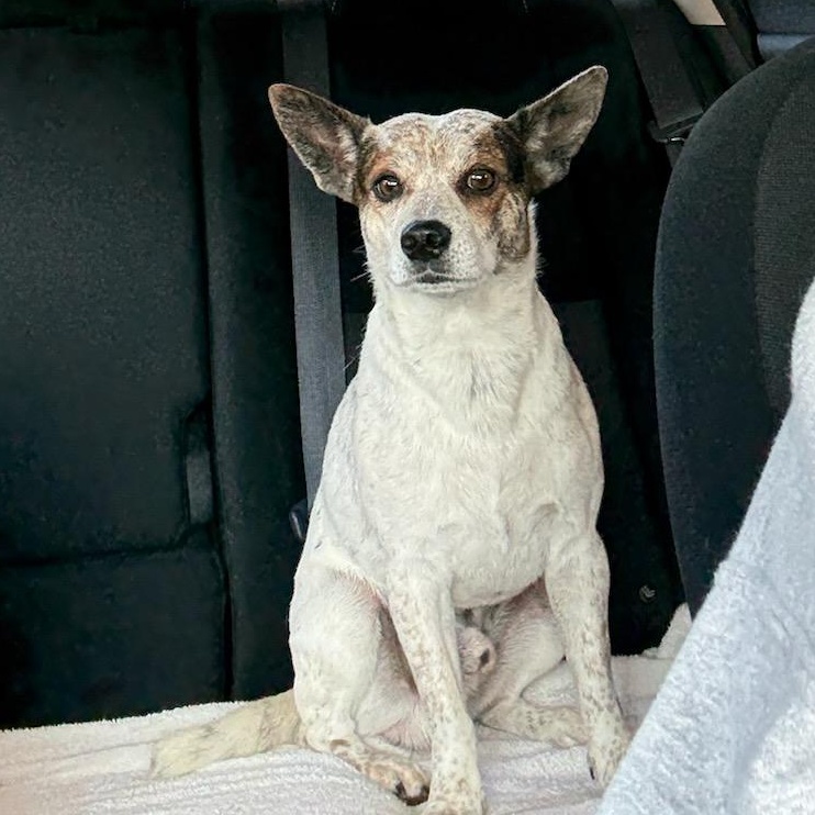Otto, Adopted, Adult Male Jack Russell Terrier.