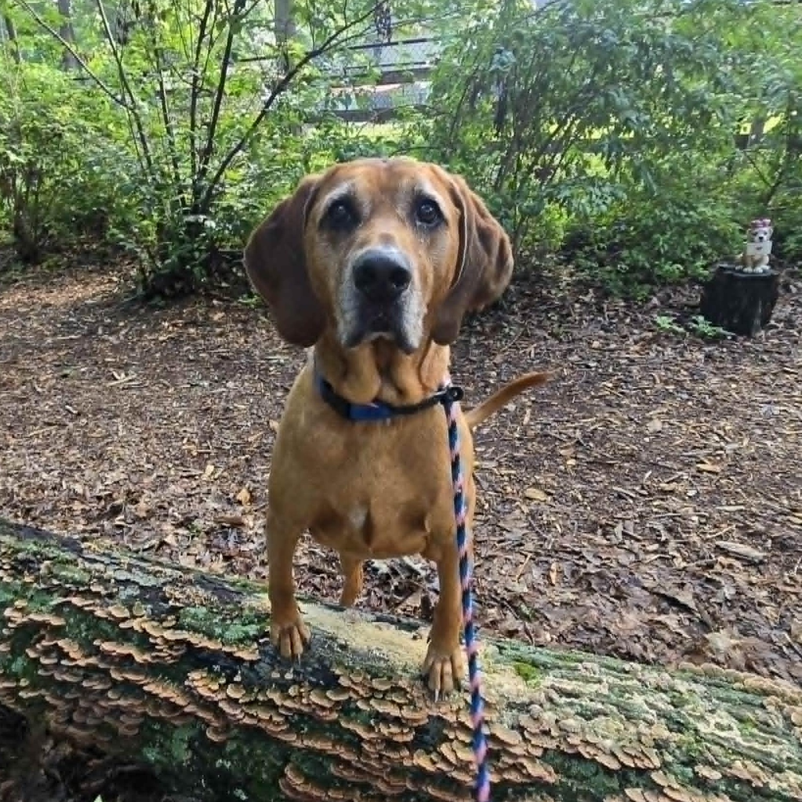 Copper, an adoptable Coonhound in Severn, MD image 3/5