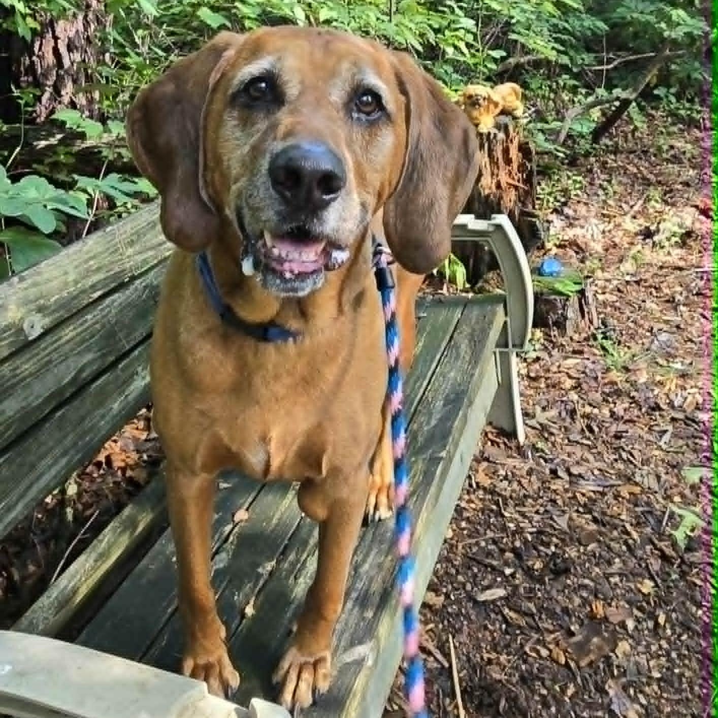 Copper, adoptable, Senior Male Coonhound.