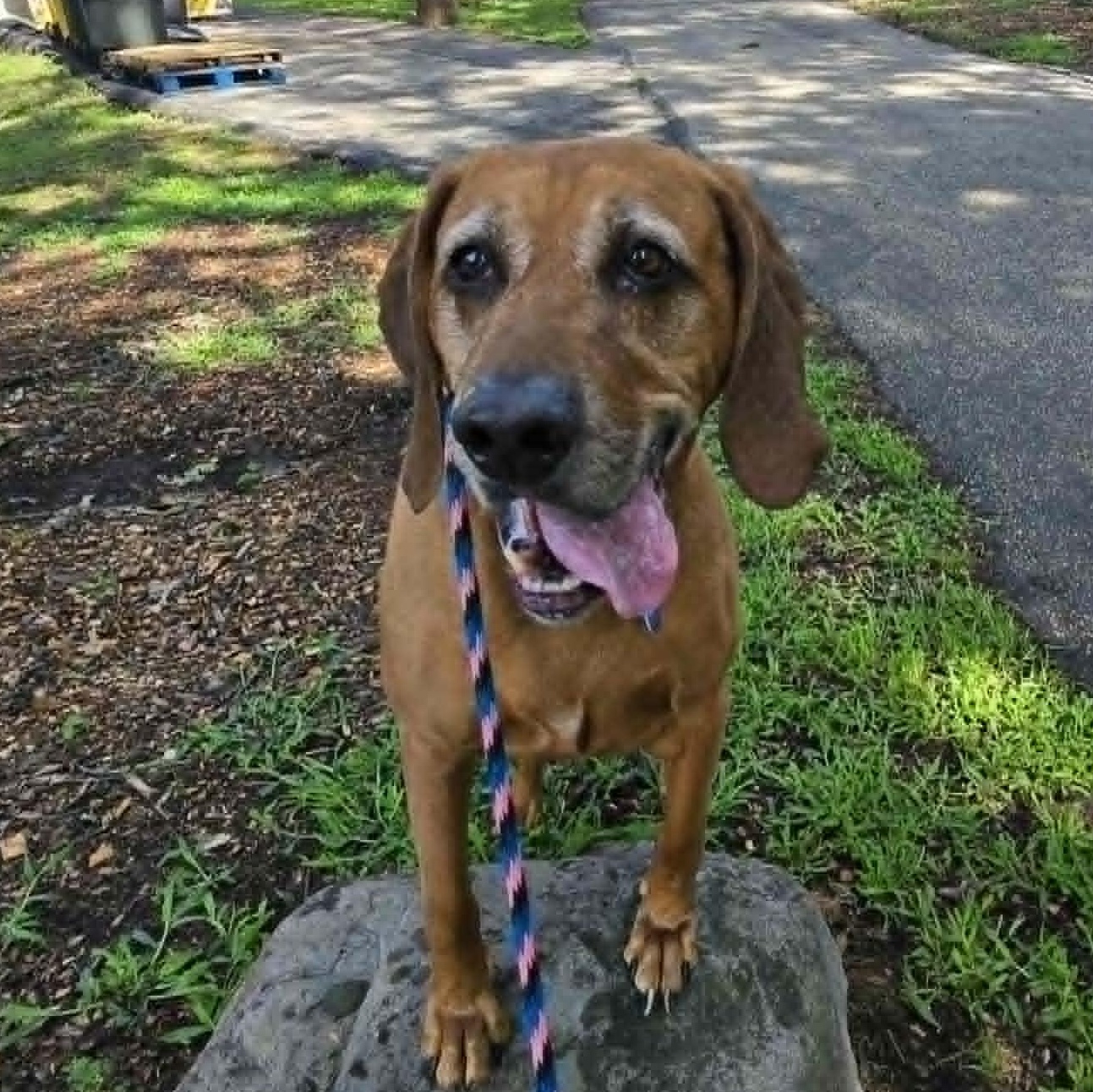 Copper, an adoptable Coonhound in Severn, MD image 5/5