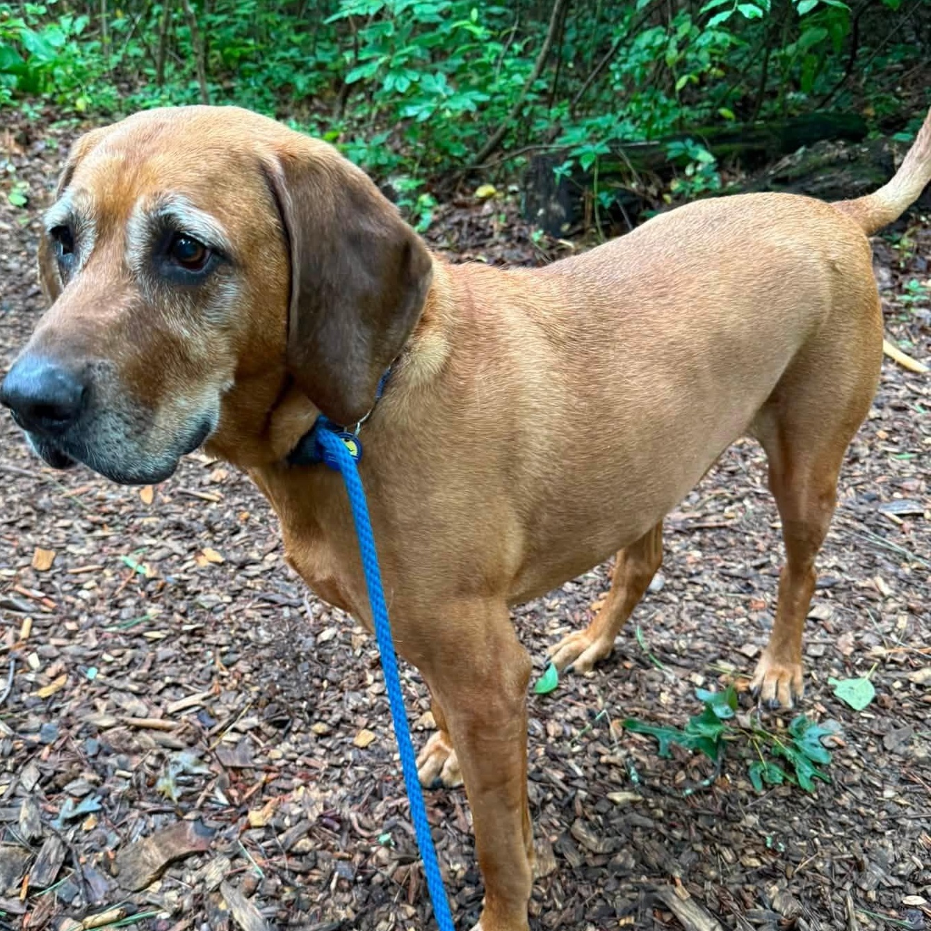 Copper, an adoptable Coonhound in Severn, MD image 2/5