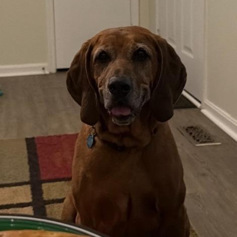 Copper, an adoptable Coonhound in Severn, MD image 4/5