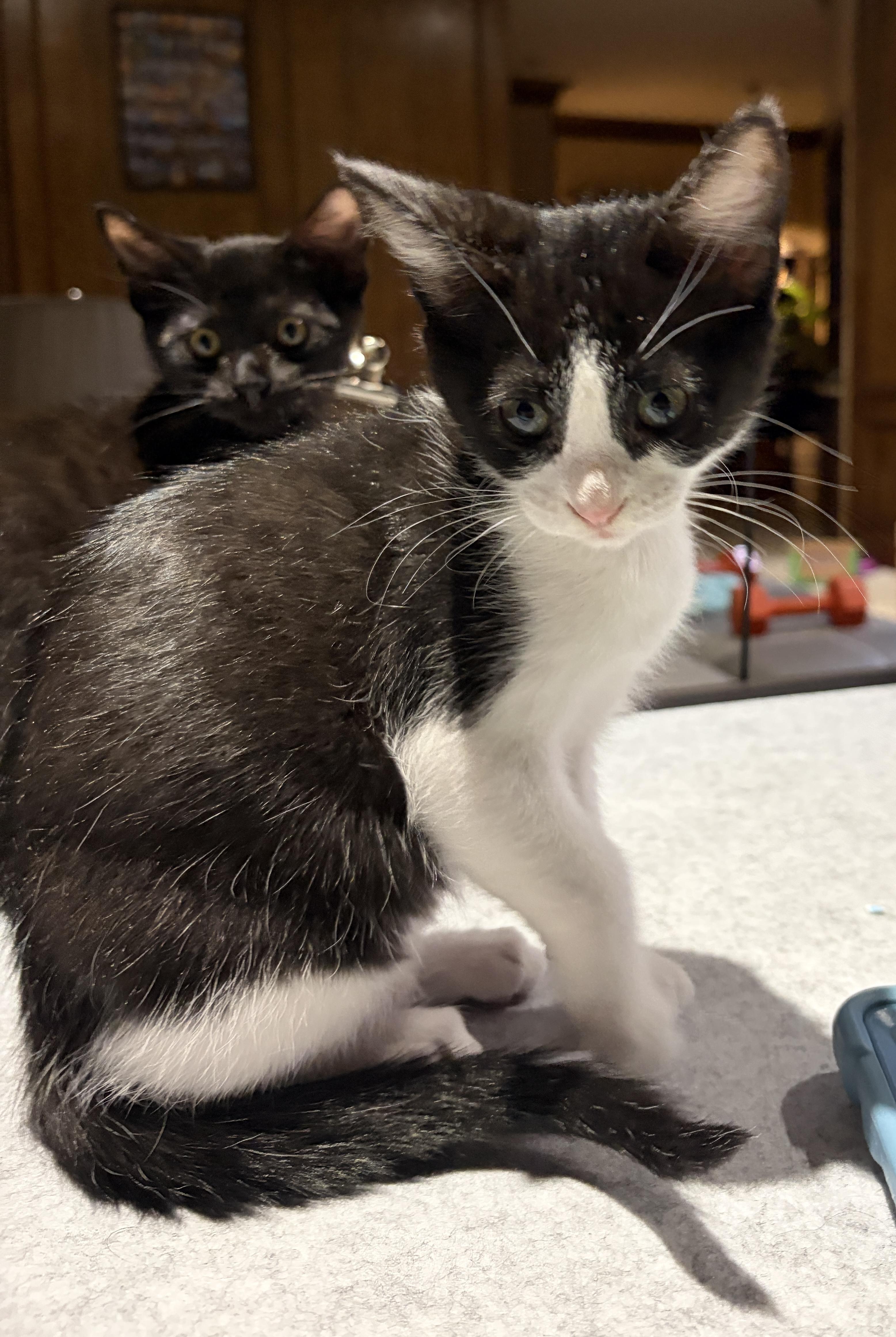 Stella Luna, ADOPTABLE, Kitten Female Domestic Short Hair.