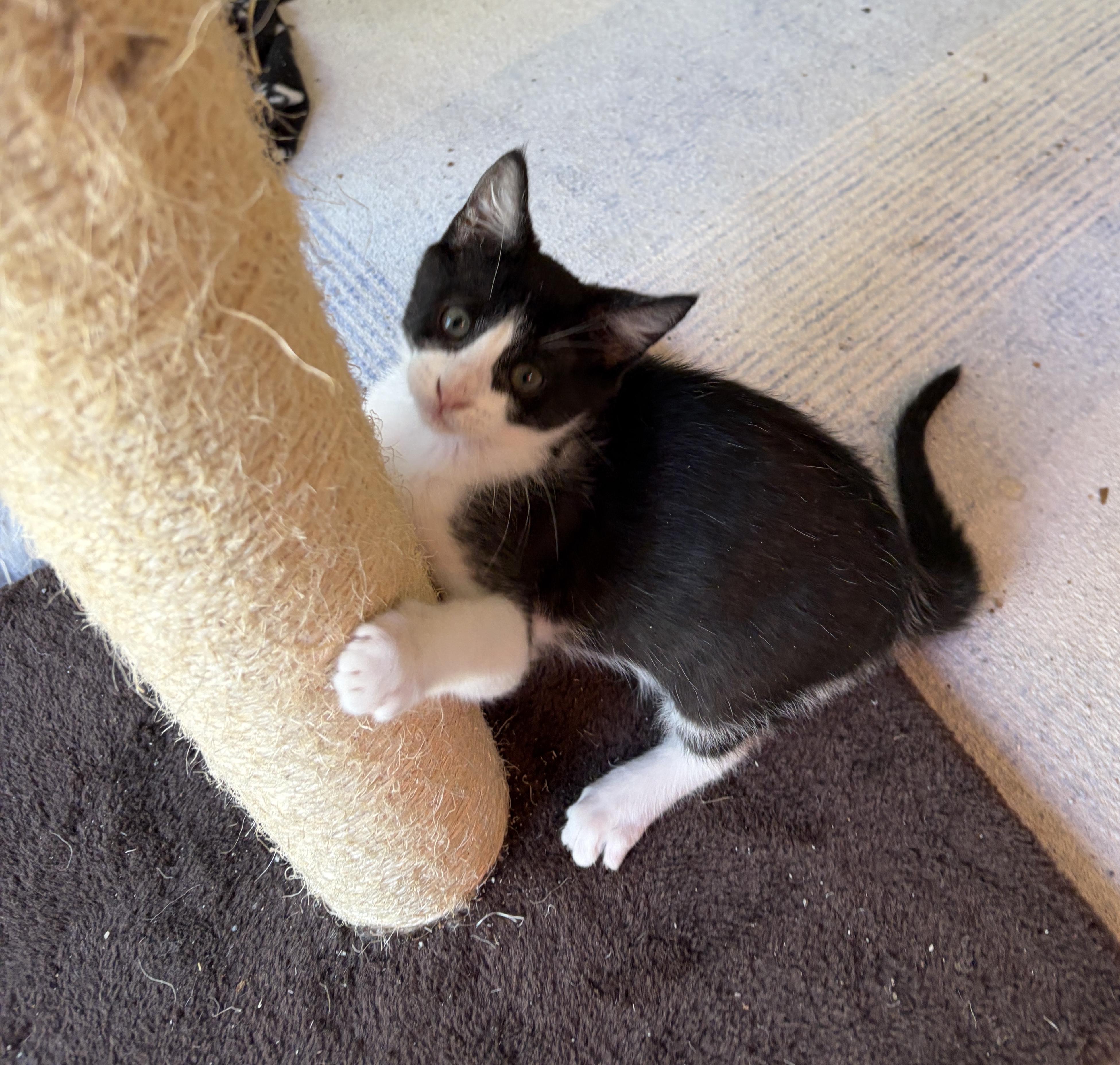 Enlarge Stella Luna, a ADOPTABLE Domestic Short Hair in Coppell, TX image 4/4