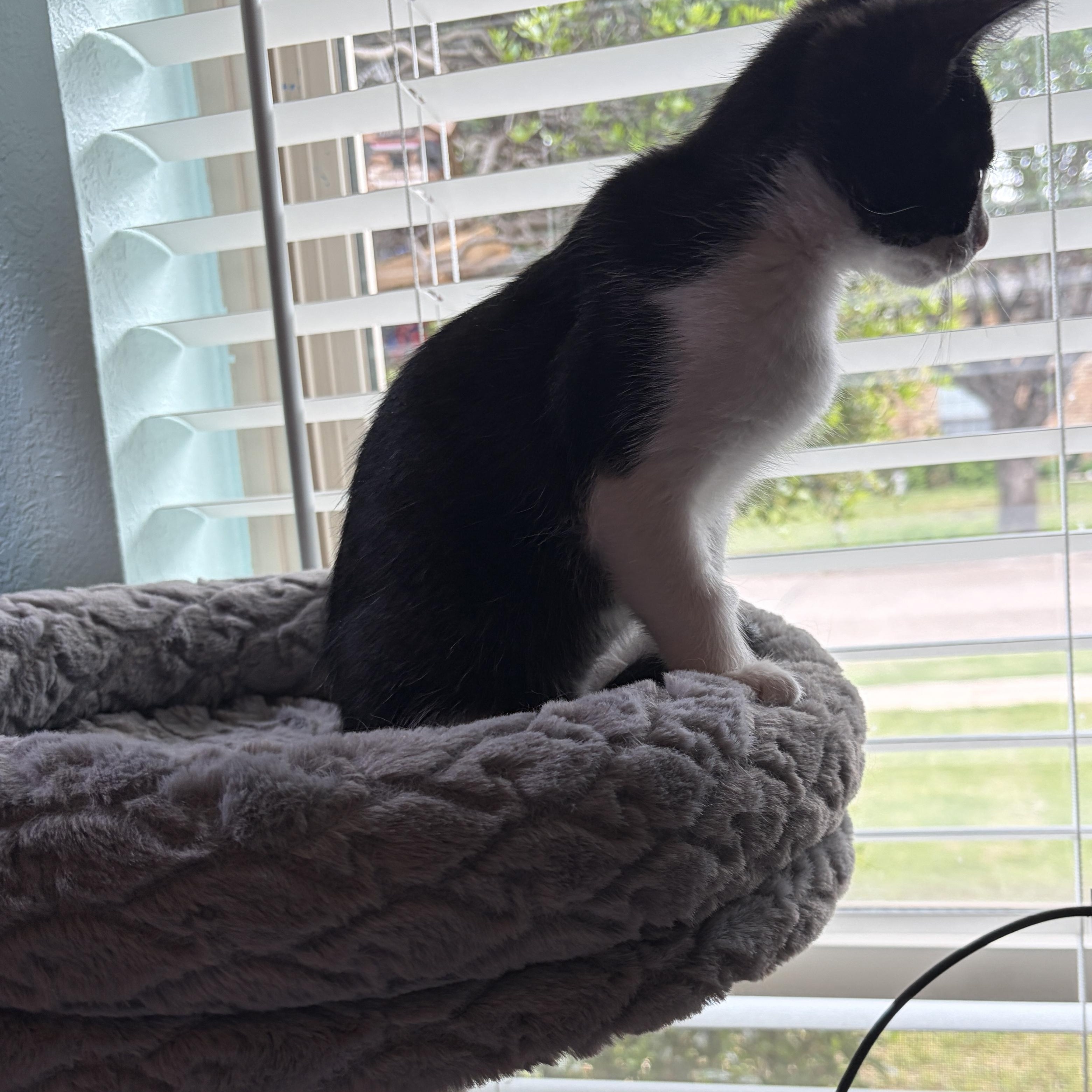 Enlarge Stella Luna, a ADOPTABLE Domestic Short Hair in Coppell, TX image 2/4