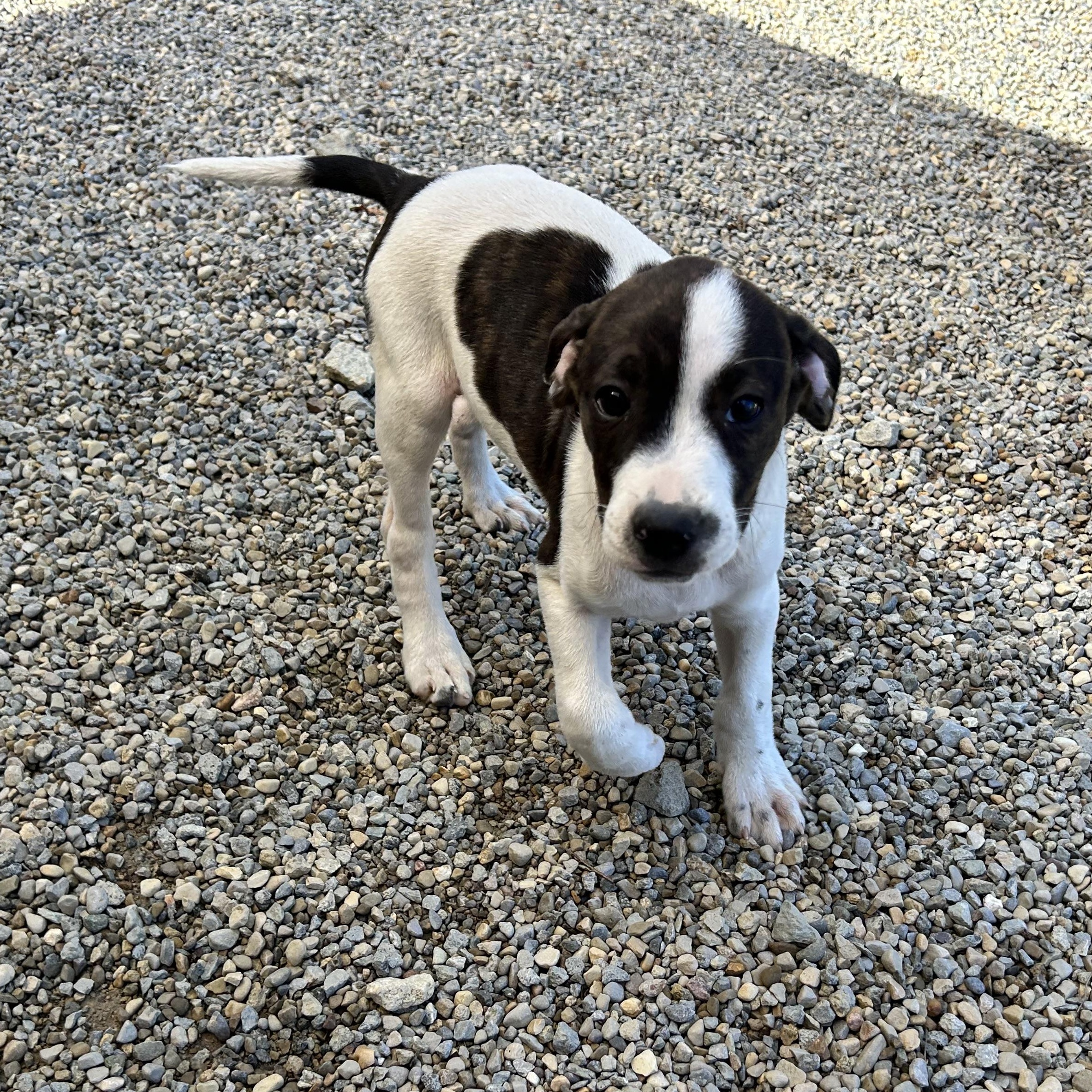Enlarge .CHIPS-URGENT, a Adopted mixed breed in Wilmington, OH image 2/6