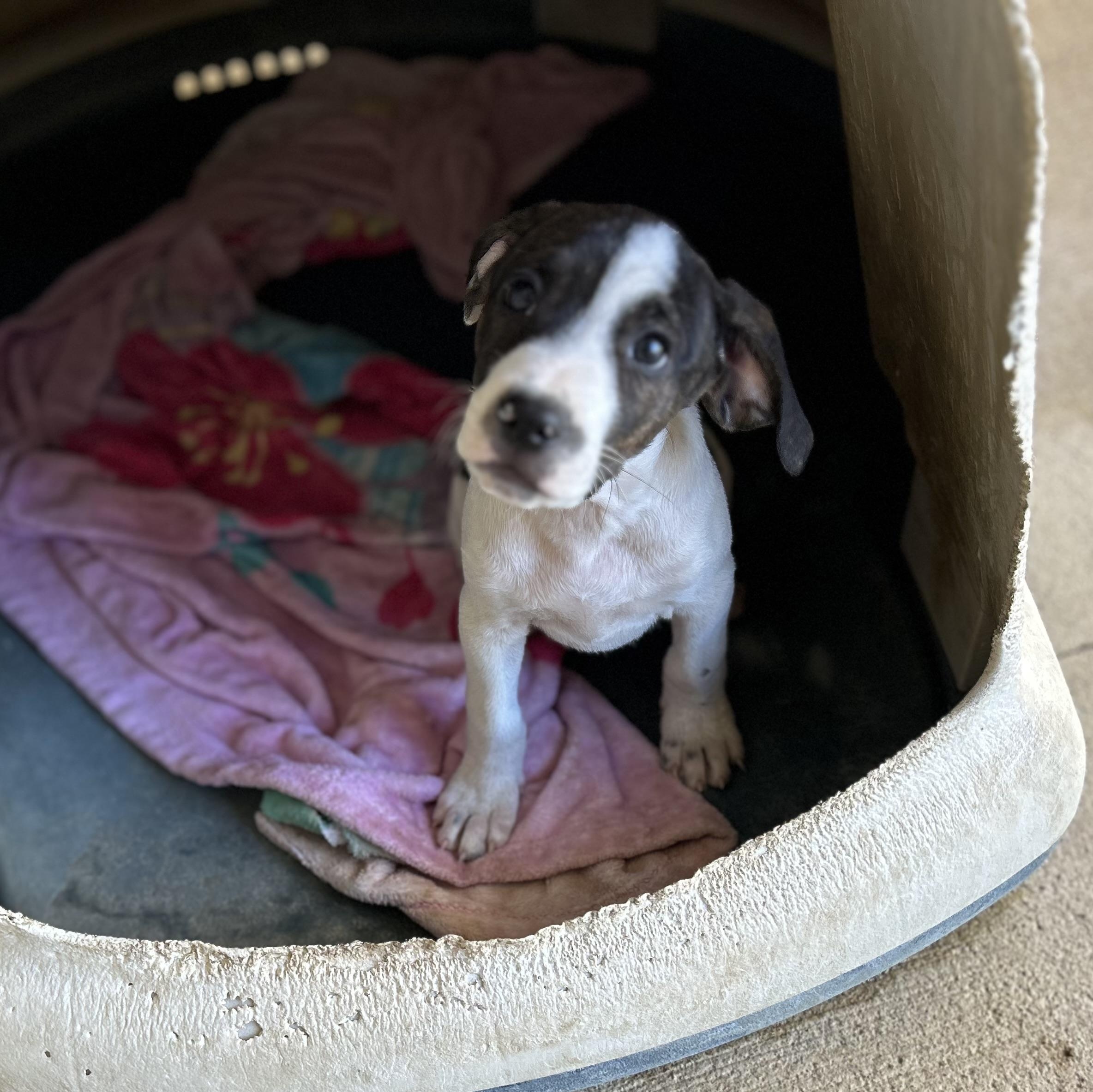 Enlarge .CHIPS-URGENT, a Adopted mixed breed in Wilmington, OH image 3/6