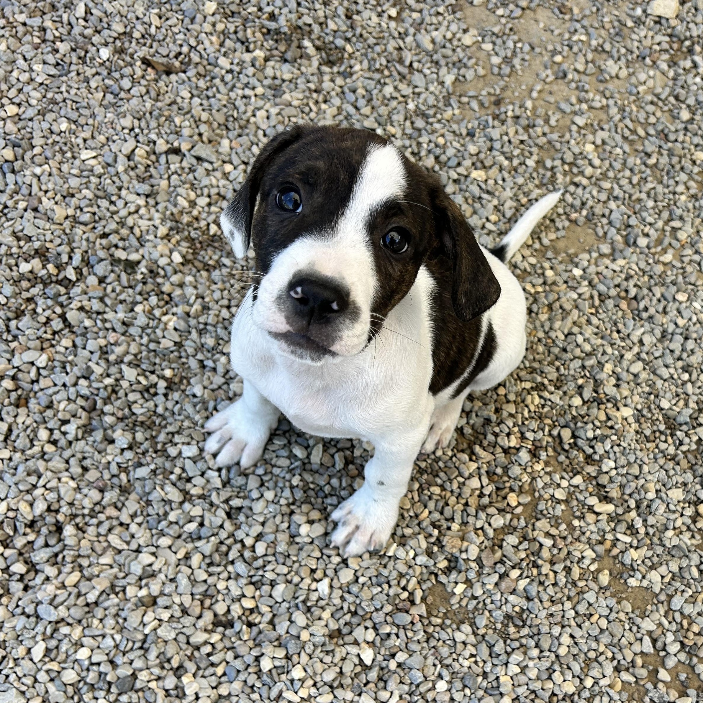 .CHIPS-URGENT, Adoptable, Puppy Male Boxer & Pit Bull Terrier.