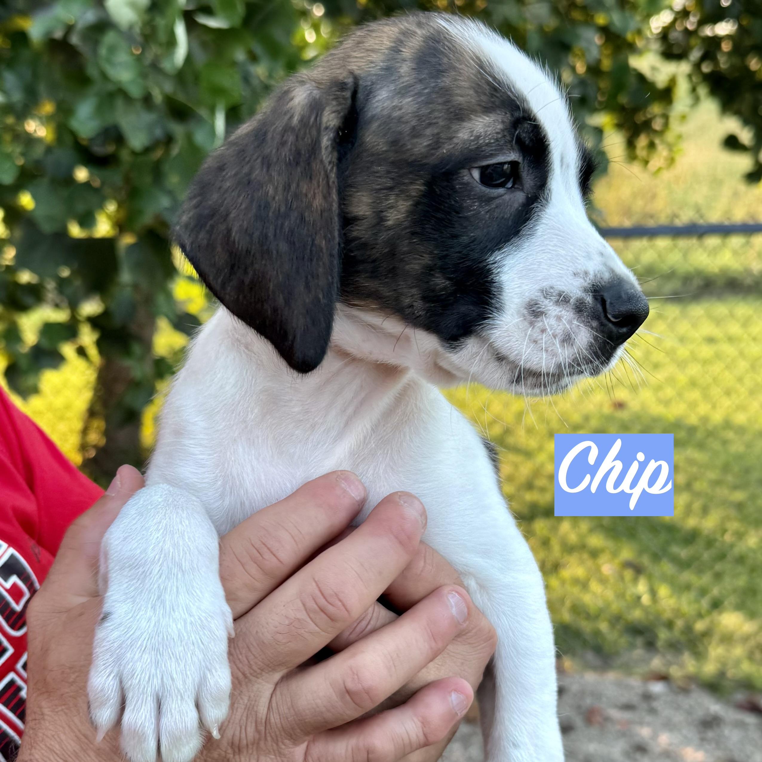 Enlarge .CHIPS-URGENT, a Adopted mixed breed in Wilmington, OH image 5/6