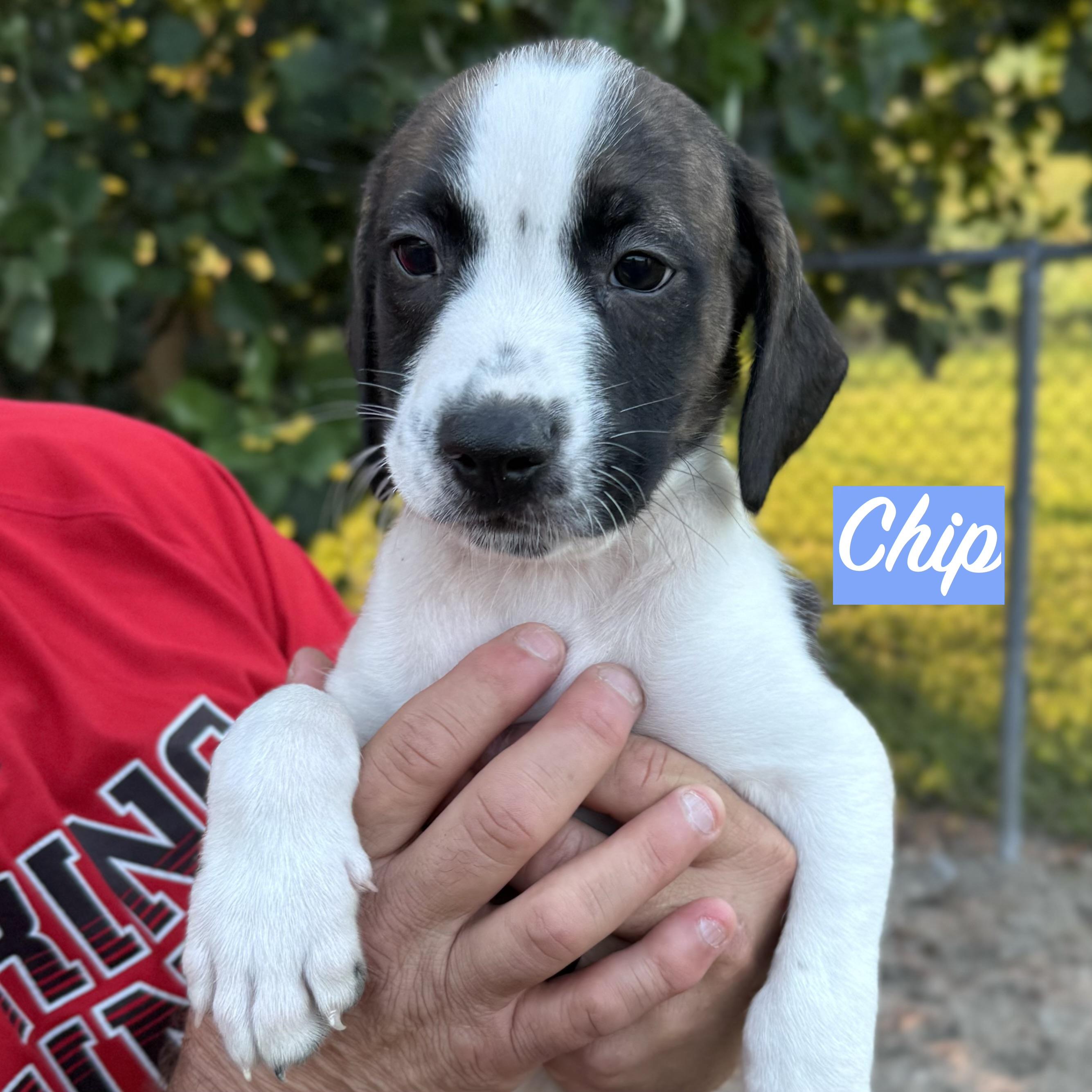 Enlarge .CHIPS-URGENT, a Adopted mixed breed in Wilmington, OH image 4/6