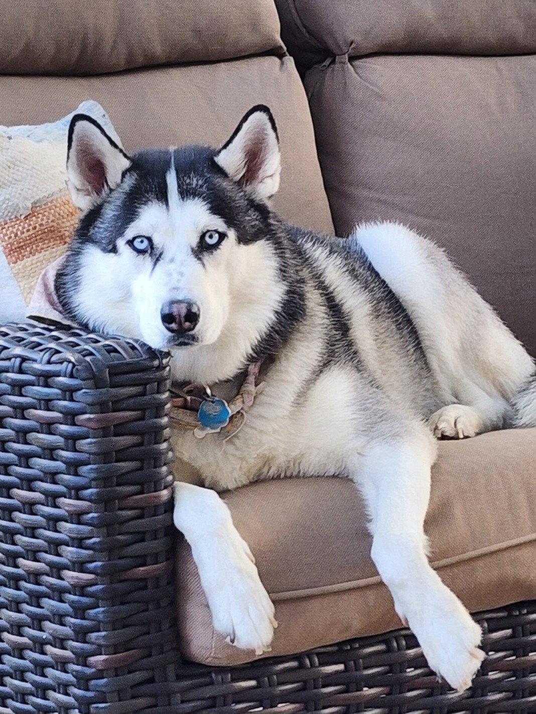 Siya *Foster Needed*, Adoptable, Adult Female Siberian Husky.